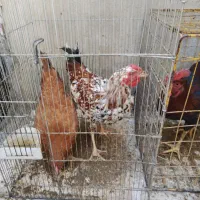 17 تا مرغ و خروس که چند تاش تخم گذارن