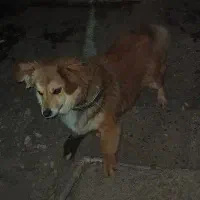 دو عدد سگ اشپیتز روباهی