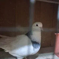 سه عدد کفتر پرشی ب شرط|پرنده|ماهدشت, |دیوار