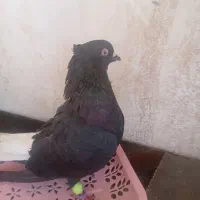 کبوترنر