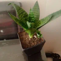 گل آپارتمانی|گل و گیاه طبیعی|کرمانشاه, |دیوار