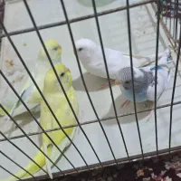 مرغ عشق خوش رنگ و زیبا