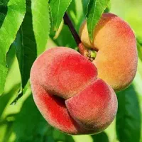 نهالستان صنوبر اصلاح شده گردو و بادام|خدمات باغبانی و درختکاری|کاشان, فاز ۱ ناجی آباد|دیوار