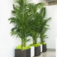 مدیر مسول مجموعه رستوران