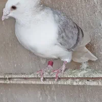 کبوتر پلاکی