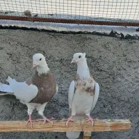 طوقی کرمانشاهی|پرنده|گراش, |دیوار