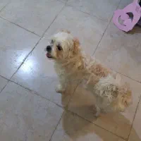 سگ واگذاری شناسنامه دار|سگ|تهران, سعادت‌آباد|دیوار