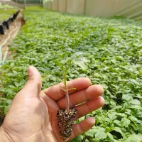 فروش فوق العاده نشا