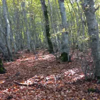 فروش چوب راش توسکا