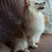 پت پامرانین روباهی یک ساله|سگ|قره ضیاالدین, |دیوار