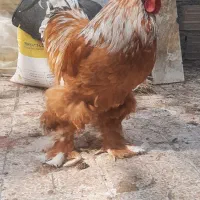 خروس برهما