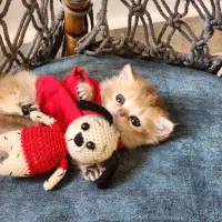 گلد نر|گربه|تهران, جوادیه تهرانپارس|دیوار