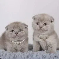 اسکاتیش و بریتیش لیلاک بینظیر/ شهرک‌غرب