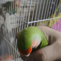 طوطی برزیلی ماده|پرنده|صفادشت, |دیوار