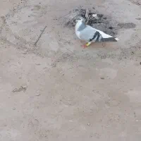 یک جفت ساده سبز با جوجه چب|پرنده|گنبد کاووس, |دیوار