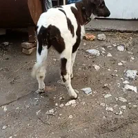 گوساله نر اصل