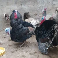 بوقلمون ( محلی )|حیوانات مزرعه|اندیمشک, |دیوار