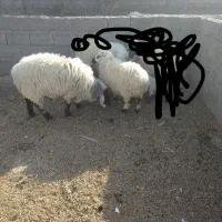 گوراند لتکی|حیوانات مزرعه|مهرستان, |دیوار