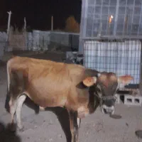 گوساله