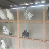 کبوتر|پرنده|تهران, یاخجی آباد|دیوار