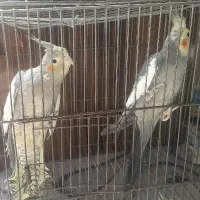 عروس هلندی نر و ماده|پرنده|سبزوار, ابارش|دیوار