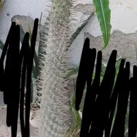 نخل ماداگاسکار|گل و گیاه طبیعی|بندر گناوه, |دیوار