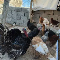 بوقلمون|حیوانات مزرعه|شیروان (خراسان), |دیوار