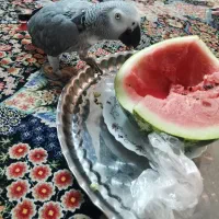 کاسکو ماده 9ساله