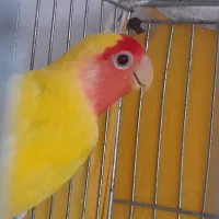 طوطی کوتوله،خوش‌رنگ، زیبا