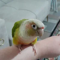 سلام گرینجیک ۵ ماهه رنگ آناناسی دستی رام