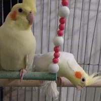 جفت عروس هلندی لوتینو مولد