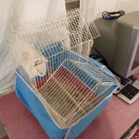 فنج باقفس|پرنده|تبریز, |دیوار