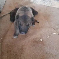 توله سگ ژرمن گمشده در عینک|سگ|رشت, نخودچر|دیوار