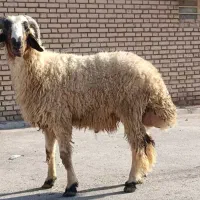 قوچ گوسفند فحل عراقی مال جنی  گوساله بزحیوانات|حیوانات مزرعه|اهواز, منازل کارون|دیوار