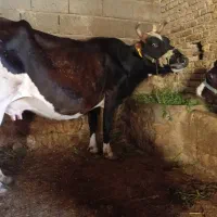 گاو گوساله بز میش