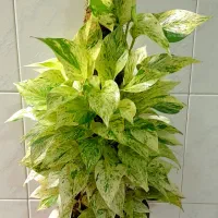 گل آپارتمانی