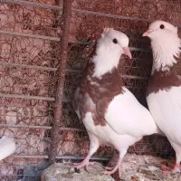 کفتر‌طوقی‌نروماده