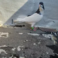 سیاپوش کفتر