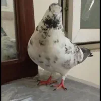 کبوتر سفید مشکی