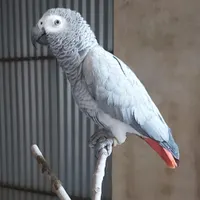 طوطی .کاسکو.گمشده