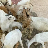 بز نر|حیوانات مزرعه|کیش, |دیوار