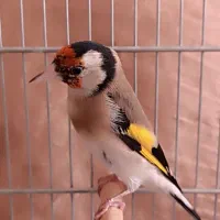 سهره جوجه سال عطیقه|پرنده|شیراز, تندگویان|دیوار