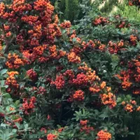 فروش زالزالک(سرده)|گل و گیاه طبیعی|قائمشهر, |دیوار