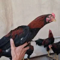 ۱ عدد خروس لاری