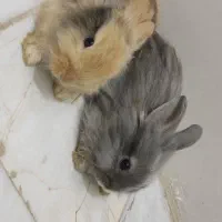 یک جفت خرگوش  خشگل و ناز