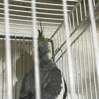 عروس هلندی نژاد خاکستری نر بالغ سالم کاشمر