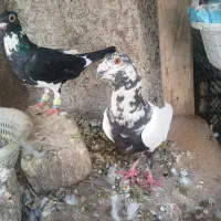 کاکلی