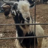 ۱راس بزغاله نرچاق مناسب کشتار