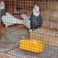 طوقی|پرنده|کارون, |دیوار