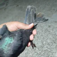 کبوتر بهبهانی